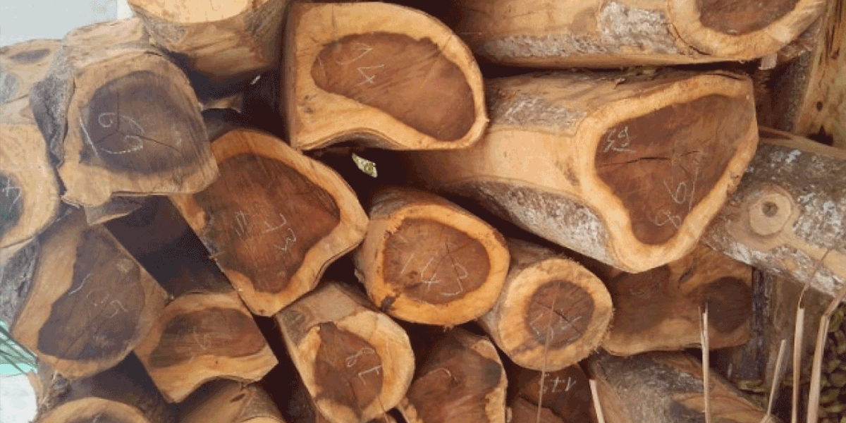 Tìm hiểu tất tần tật về gỗ chiu liu và muồng đen trong sản xuất nội thất