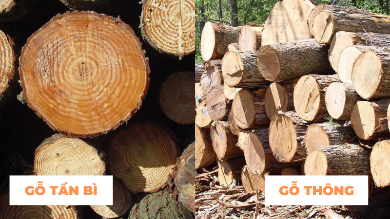 So sánh gỗ tần bì và gỗ thông – Ứng dụng của hai loại gỗ này trong nội thất