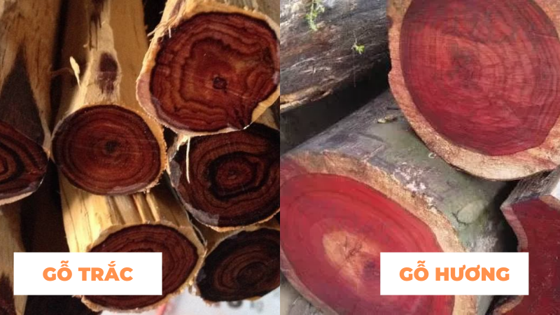 So sánh gỗ trắc và gỗ hương – Hai loại gỗ khác nhau như thế nào?