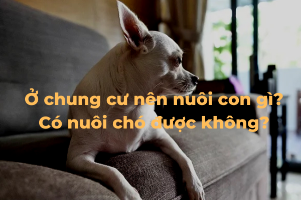 Ở chung cư nên nuôi con gì? Có nuôi chó được không?